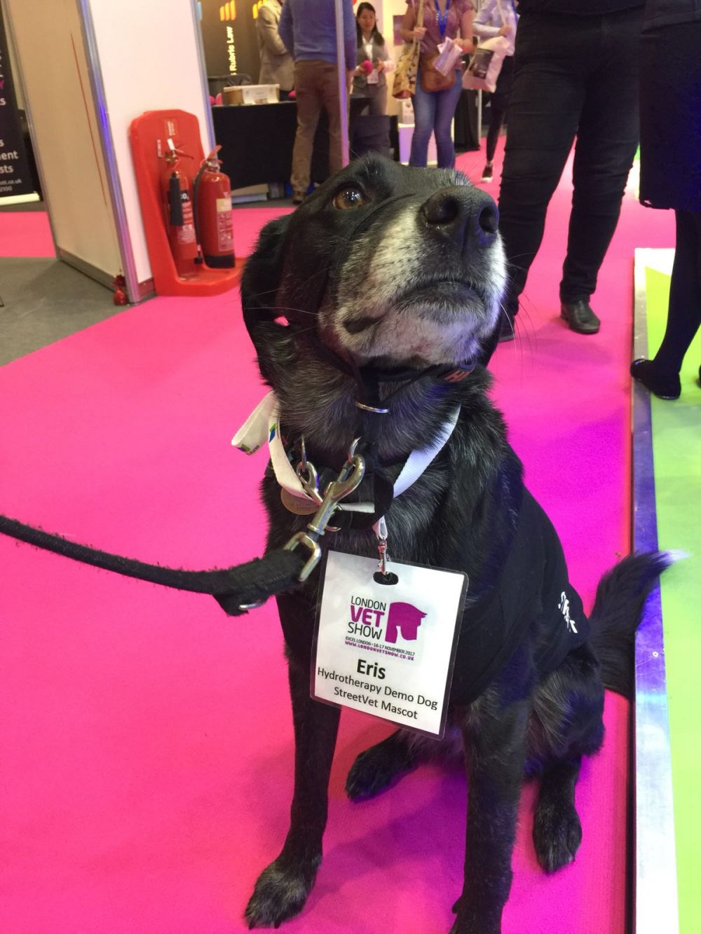 London Vet Show StreetVet