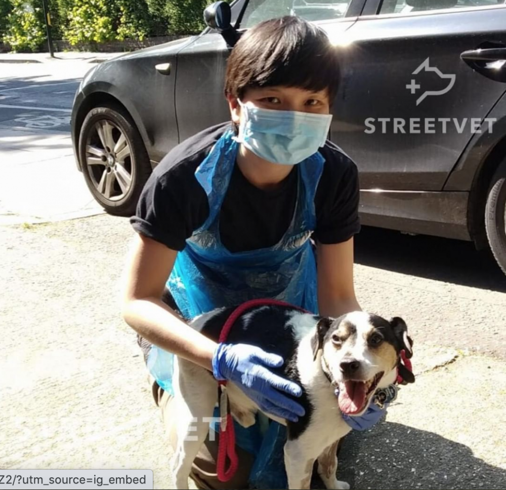 StreetVet scoops international prize StreetVet